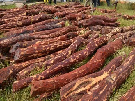 Sandalwood Smugglers Nabbed in Manipur