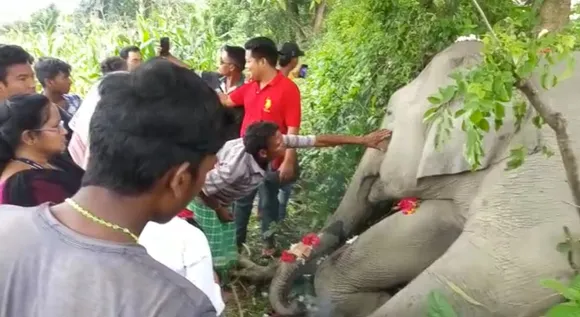 Elephant Electrocuted in Udalguri