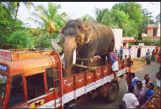 ‘Everybody’ in a race to transport elephants to Ahmedabad
