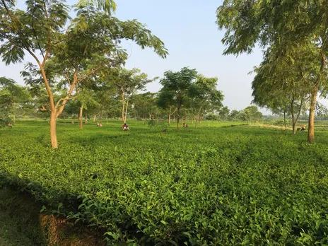 Panic sweeps tea industry