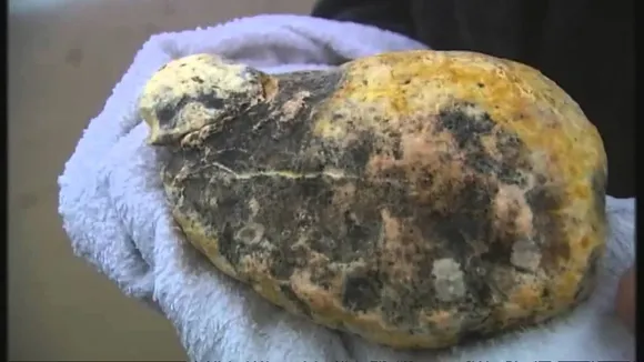 Whale Vomit Worth RS 17 mn Seized