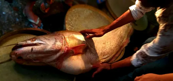 28kg Barali fish in City market