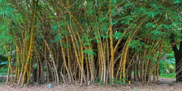 Bamboo Cultivation Gets a Boost in Tripura