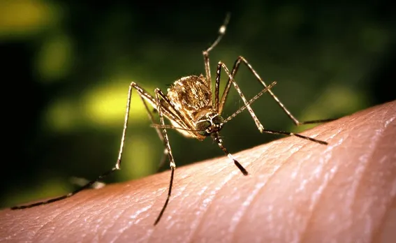 Cachar student loses life to Japanese Encephalitis
