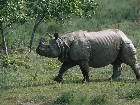 Disappearing Wildlife