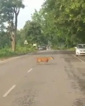 Assam Police Urge All To Drive Slow In KNP