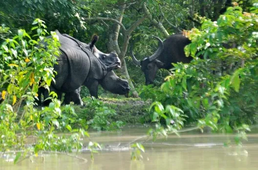 Flood submerges 85% of Pobitora sanctuary