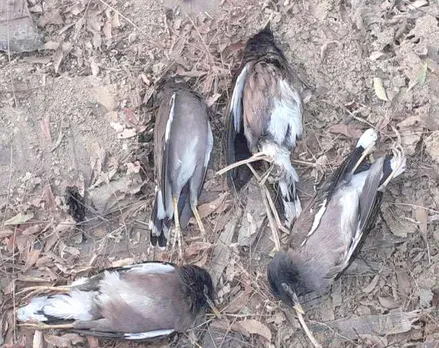 Birds Die Of Mysterious Disease In Bihar