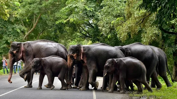 Food Park Plan On Elephant Corridor Shelved
