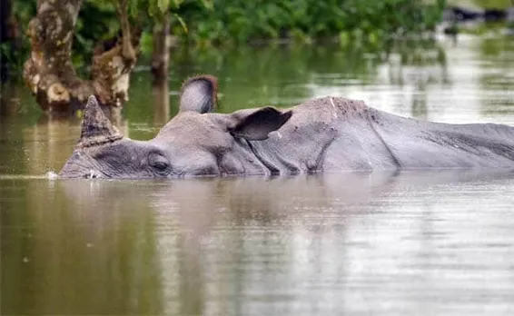 Kaziranga Flood Kills 36 Animals
