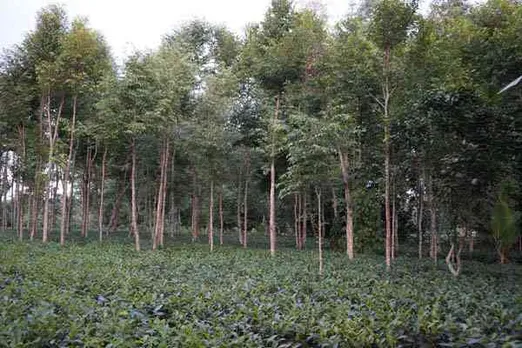 Assam Govt. Relaxes Curbs on Agar Cultivation