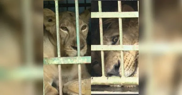 Assam Zoo welcomes two lion cubs