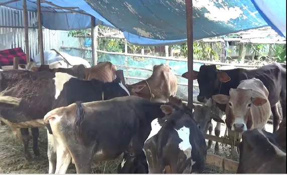 Cattle Syndicate Rising Unabated in Assam