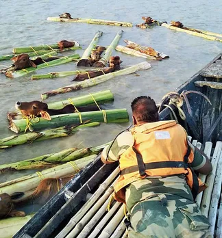 Cattle smuggled afloat to Bangladesh