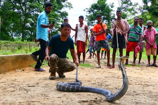 Gigantic king Cobra captured & released near Nagaon