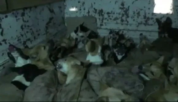 Locals Rescue 80 Dogs in Golaghat From Being Smuggled