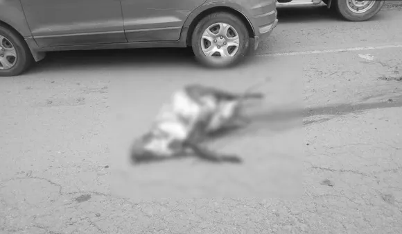 Hog deer killed in Kaziranga road accident