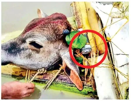 IEDs tied on cattle to smuggle out to Bangladesh