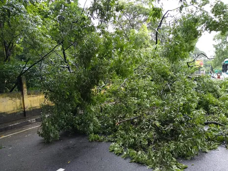 Trees Uprooted in Guwahati