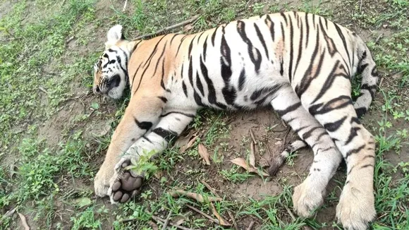 Tigress, Two Cubs Found Dead