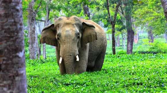 Jumbo Attacks Teen While Clicking Selfie