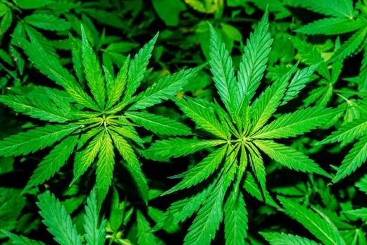 Plantation of Marijuana Mooted In Manipur