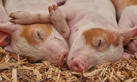 Mizoram: 671 Pigs Die Due To Swine Fever