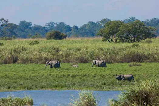 Monsoon- Boon For Humans Curse For Animals