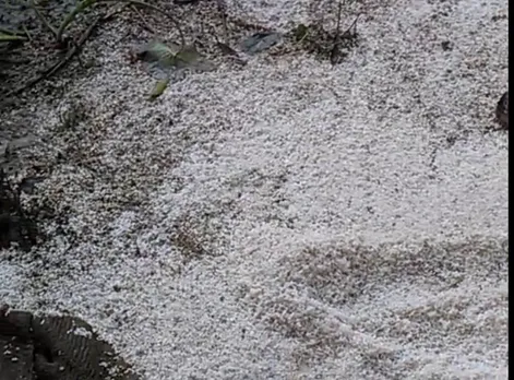 Rice Seized From Barpeta School