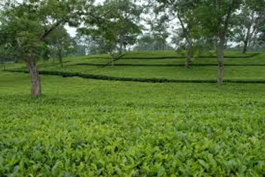 Assam MP urges amendment of Tea Acts to save tea industry