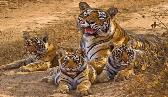 Tiger Population Doubles Since 2006: Modi