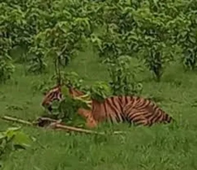 Tiger beaten to death, Lung punctured