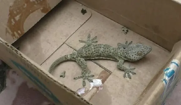 Tockay Gecko Recovered in North Guwahati