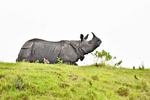 How Animals Coping with Floods at KNP! EXCLUSIVE