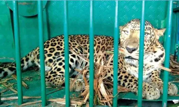 Man-Eating Leopard Captured in Uttarakhand
