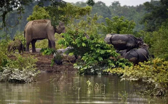 Floods leave 5 Animals dead in KNP