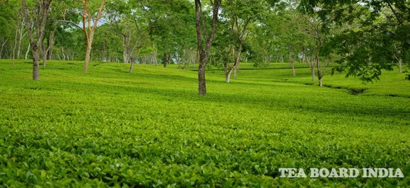 Tea Board Introduces ‘Chai Sahyog’ App