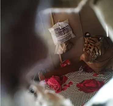 KNP Flood : Tiger lies under bed