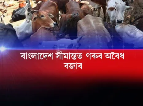 Illegal cattle market at Indo-Bangla border