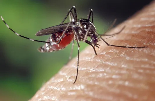 JE Outbreak continues in Assam: One Dead