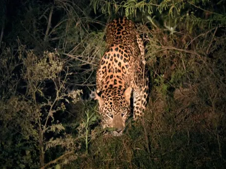 Man injured in Leopard attack in Maligaon