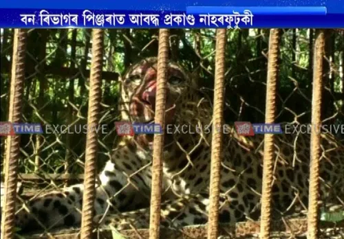 Leopard caged in Golaghat’s Japisajia