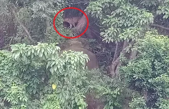 Leopard on the prowl in Guwahati’s Maligaon