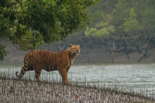 Factories Could Be Set Up in Sundarbans: BHC