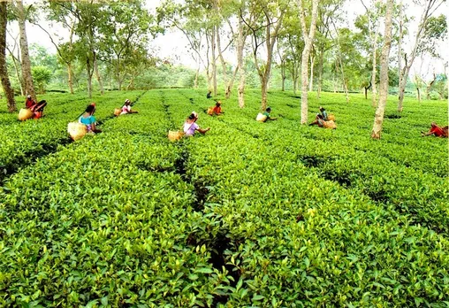 20% Puja bonus for state-run tea gardens