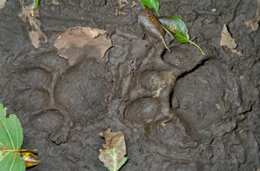 Tigers terrorise Pathsala