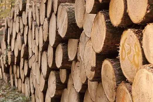 Huge amount of timber seized in Boko