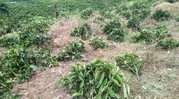 Naga miscreant creates terror in Nazira