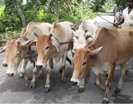 Cattle Syndicate Rising Unabated in Assam