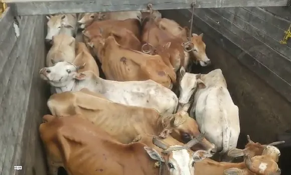 Cattle-laden trucks seized in Jalukbari